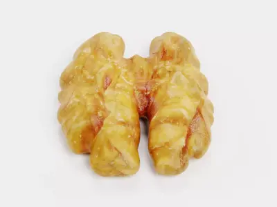 Walnut Kernel - Realistic Organic Nutmeat 3D model