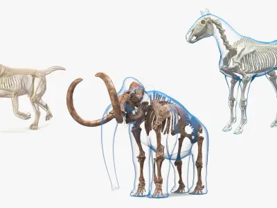  Animal Skeletons with Skin Collection 