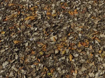Highly Detailed Autumn Fallen Leaves Ground PBR Texture Texture