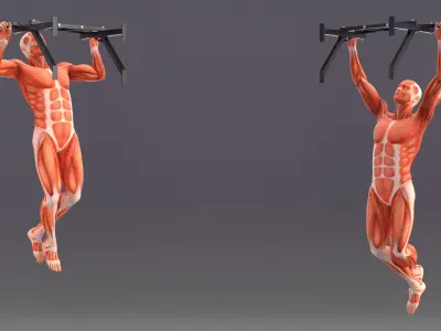  Anatomy Male Muscular System Pull-up Animated Rigged for Maya 