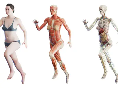  Rigged Human Female Anatomy Set 