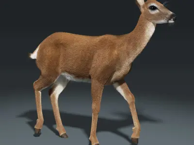  White Tailed Doe(FUR)(ANIMATED) 