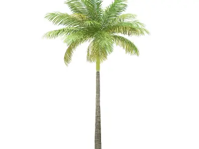 Bottle Palm Tree 3D Model 6m 3D model