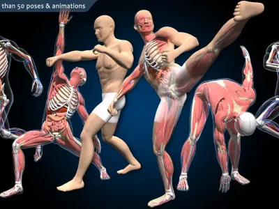  Ultimate Male Anatomy PRO - Advanced Rig w Animation 