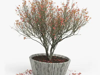 Autumn 2 tree in pot 3D model