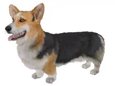  Tricolor Welsh Corgi Pembroke Standing Pose Fur for Maya 