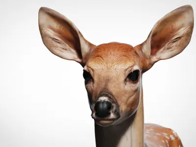  Fawn Deer Zbrush 