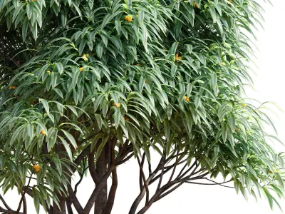 Deciduous tree with fruit - Medlar 3D model