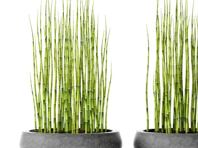 Bamboo Trees 3D model