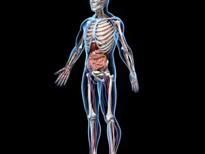  Skeleton Anatomy Nervous System 
