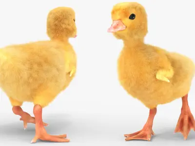  Duck Ducklings Animated Fur Rigged For Blender Collection 