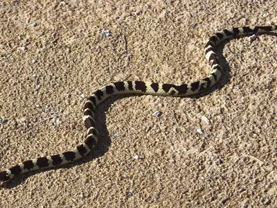  Snakes Big Rigged Collection for Cinema 4D 