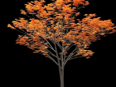 Zelkova keyaki autumn 3D model