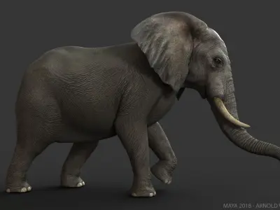  African Elephant (2) (ANIMATED) 