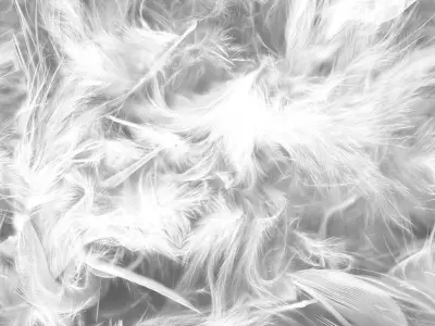 feather PBR material Free low-poly 3D model