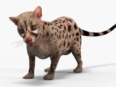  Asian Palm Civet Musang Spotted Coat Brown Rigged 