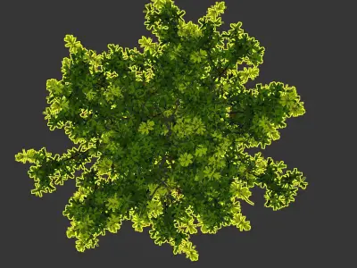 Barringtonia acutangula 3D model