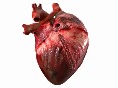  Human Heart Anatomy (Animation) 