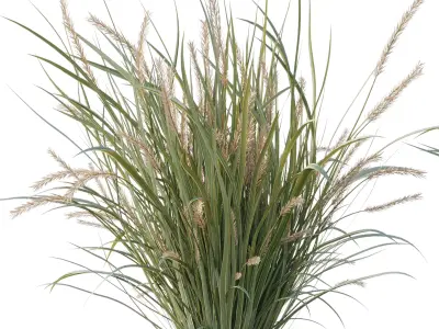  Pampas Bush and Wheat Grass - Bush Set 09 3D model