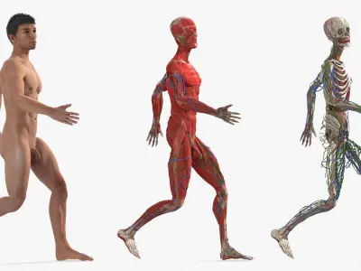  Male Full Body Anatomy Asian Rigged for Maya 