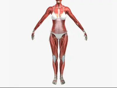 Detailed Full Female Muscle Anatomy Rigged 3D model
