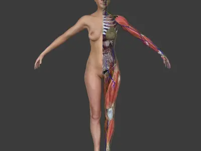 Ultimate Complete Male and Female Anatomy 3DSmax and Maya Low-poly 3D model