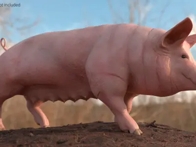  Pig Sow Landrace Animated Rigged for Blender 