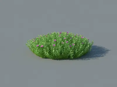 XfrogPlants Germander -  Teucrium Aroanium 3D model