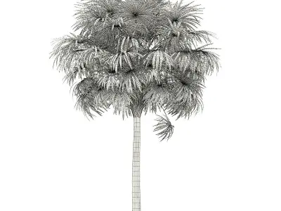 Thatch Palm Tree 3D Model 7m 3D model