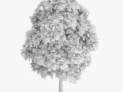  5 Horse Chestnut Trees 