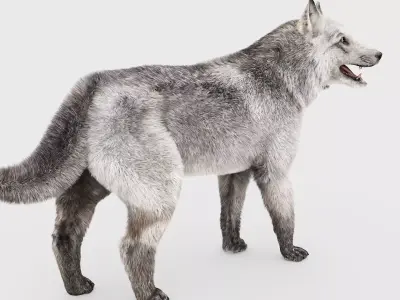 WHITE WOLF Rigged 3D model