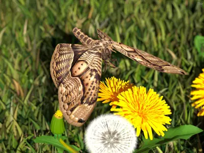  Animated Owl Moth Flight Rigged for Maya 