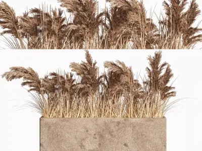 pampas box 3D model