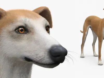  Adult Racing Greyhound Male Fawn Fur for Cinema 4D 