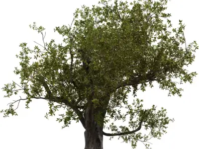 Photorealistic Ancient Old Tree 3D Model  Low-poly 3D model