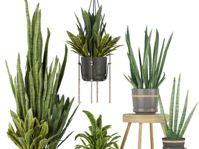 Collection plant indoor vol 4 3D Model Pack