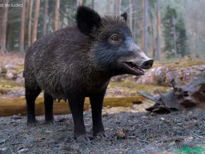  Wild Boar Female Fur Rigged for Maya 