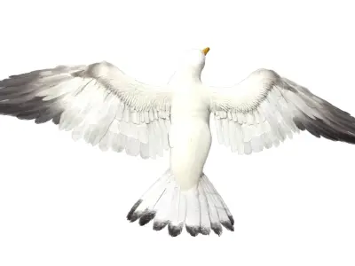  Seagull Fur Animated Rigged 