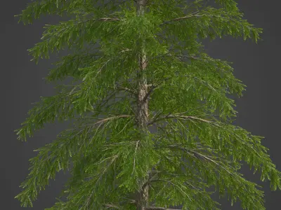 2021 PBR European Larch Collection - Larix Decidua  3D model