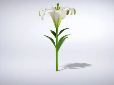 Elegant White Lily Flower Low-poly 3D model