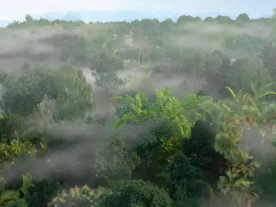 tropical rainforest 3D model