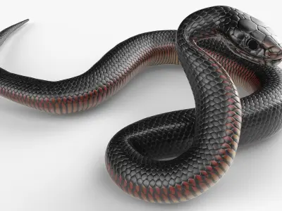  Desert Black King Snake Attacks Animated Rigged For Blender 