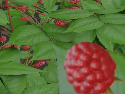 Low-Poly Rasberry Bushes and Hedges Low-poly 3D model