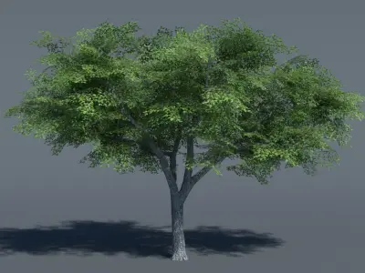  Low Poly Tree Set 