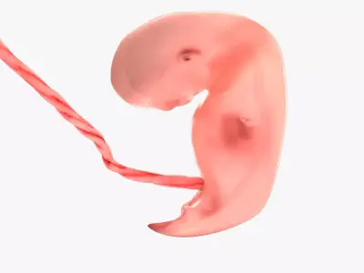 5 Weeks Human Fetus Low-poly 3D model
