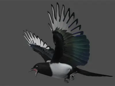  Black-billed Magpie (Animated) 