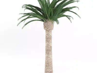 Pineapple Palm 3D model