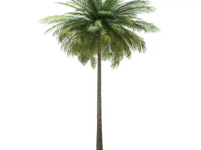 Coconut Palm Tree 3D Model 9m 3D model