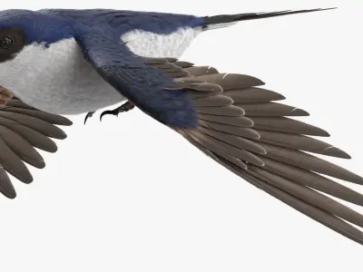  Flying House Martin Bird Animated Rigged 