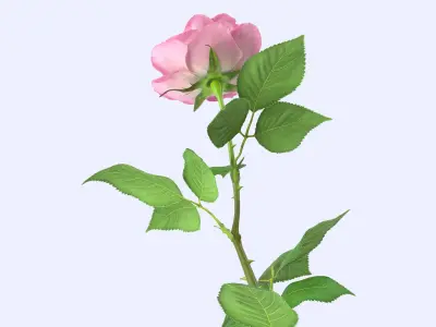  Pink Rose 
